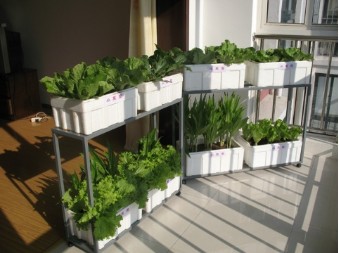 愛(ài)家者陽(yáng)臺(tái)菜園