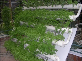 愛(ài)家者陽(yáng)臺(tái)菜園