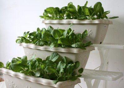 愛(ài)家者陽(yáng)臺(tái)菜園