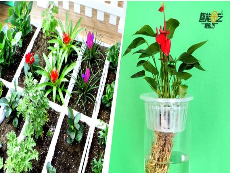 植彩坊智能家庭園藝機(jī)加盟