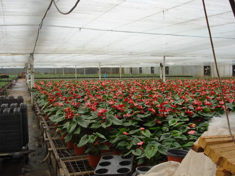 綠節(jié)地?zé)?/>
                                        <span>綠節(jié)地?zé)?/span>
                                    </li>
                                </ul>
                                <div   id=