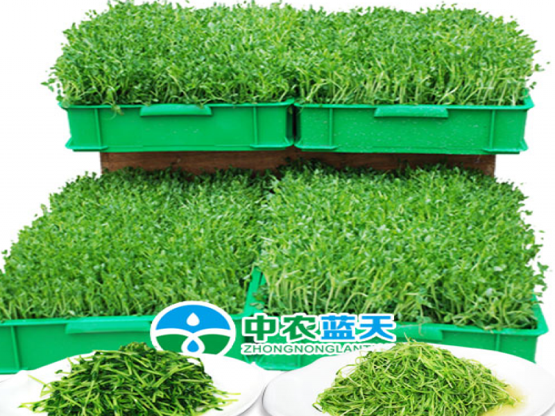 中農(nóng)藍(lán)天有機(jī)芽苗菜
