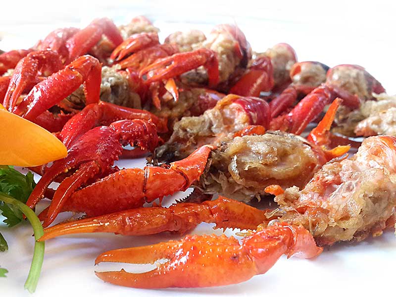 海錯島藍魔龍蝦