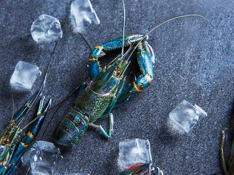 海錯島藍魔龍蝦