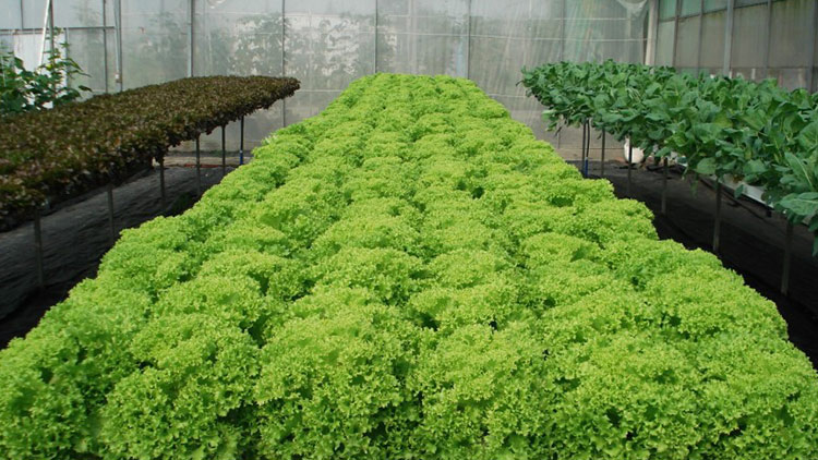 中農(nóng)共信有機瓜菜工廠創(chuàng)業(yè)-無土栽培技術(shù)培訓(xùn)-有機蔬菜市場前景