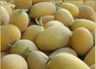 薩爾布拉克名優(yōu)特產