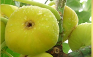 薩爾布拉克名優(yōu)特產