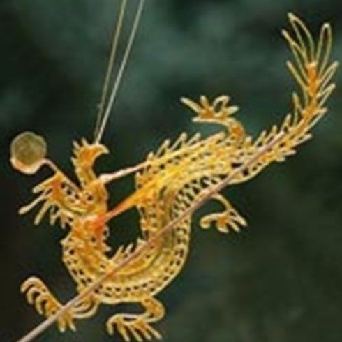 七十二變糖畫機(jī)