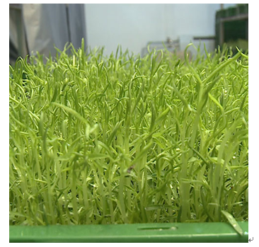 中農藍天有機芽苗菜產品-蠶豆苗