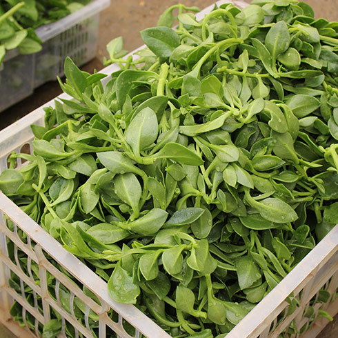 蔬心園芽苗菜產(chǎn)品-無(wú)土栽培蔬菜