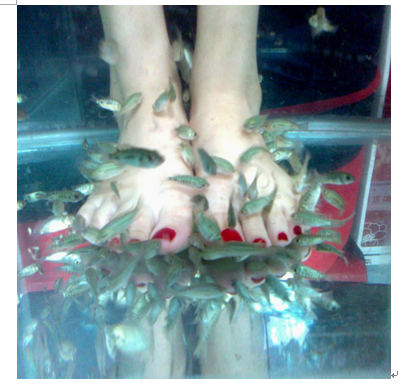 魚之情香薰魚療養(yǎng)生產(chǎn)品-魚療館