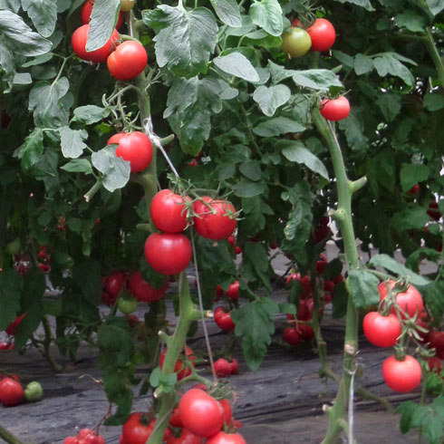 中農共信有機瓜菜工廠-西紅柿
