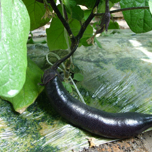 中農共信有機瓜菜工廠-茄子