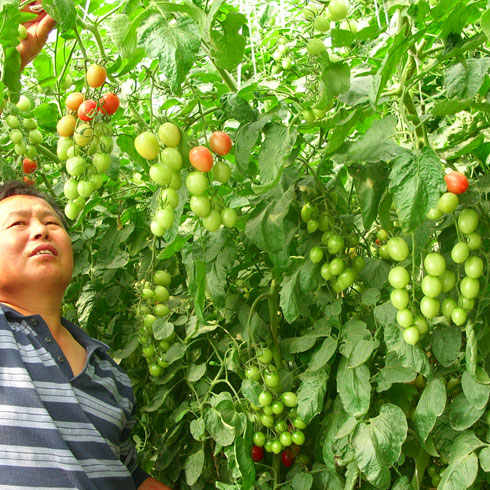 中農共信有機瓜菜工廠-圣女果