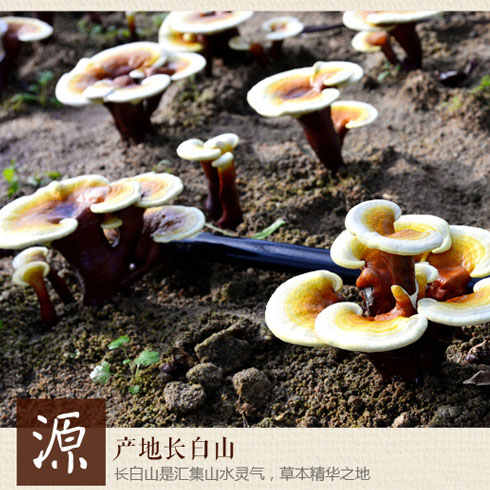 靈芝產(chǎn)于長白山