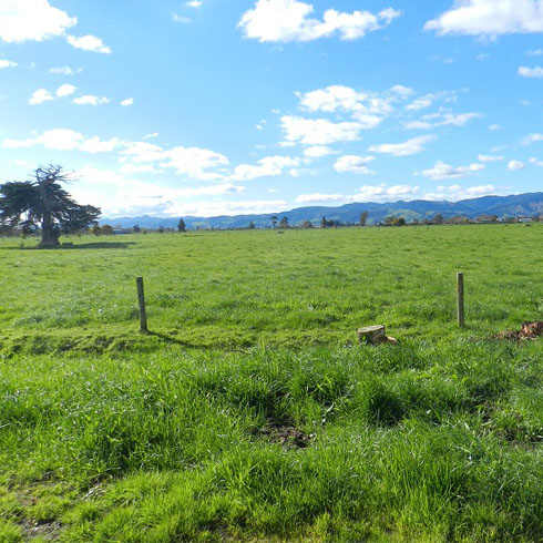 新西蘭草原牧場(chǎng)