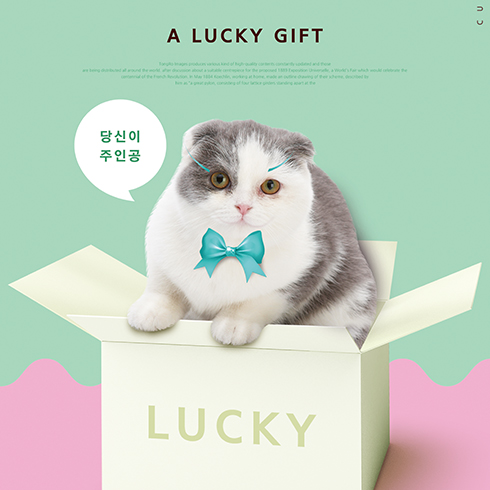 愛(ài)尚寵寵物店-折耳貓