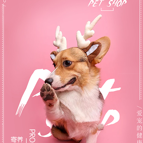 愛(ài)尚寵寵物店-柯基犬