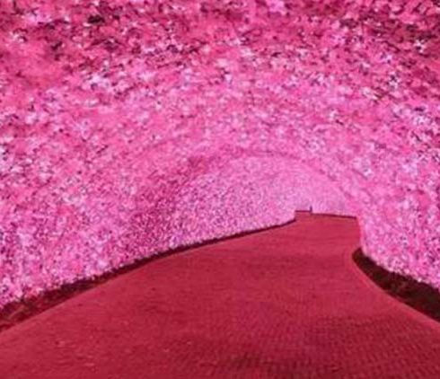 夢(mèng)幻星空-玫瑰長(zhǎng)廊